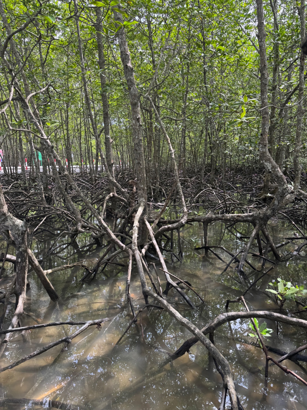 Racines aériennes de la mangrove dans l'eau près de Bang Rong Pier à Phuket