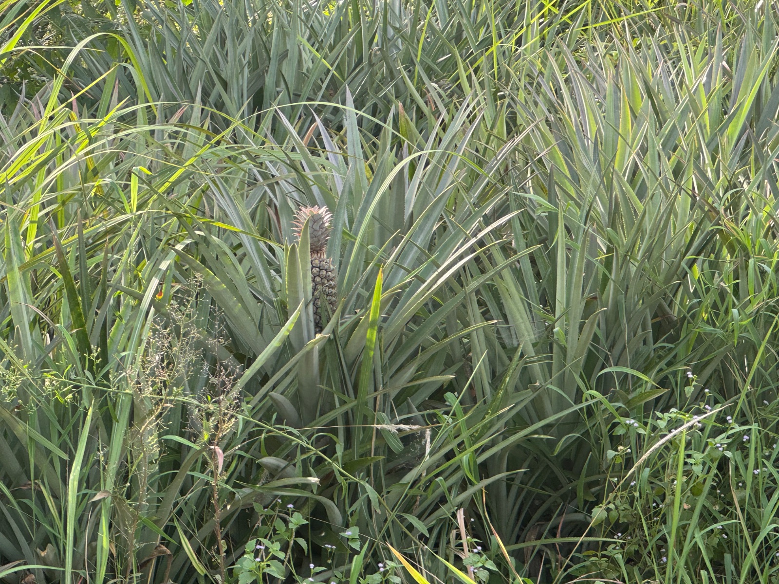 Ananas sauvage poussant au milieu des herbes hautes au bord de la route à Phuket