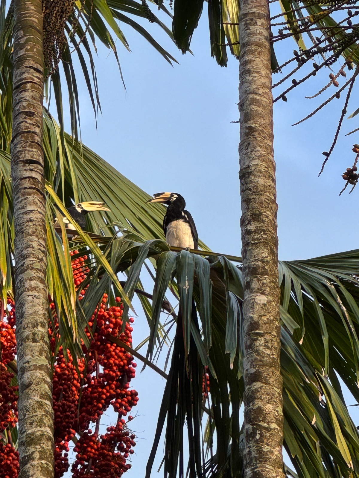 Calao pie perché dans un palmier aux fruits rouges de Koh Yao Noi