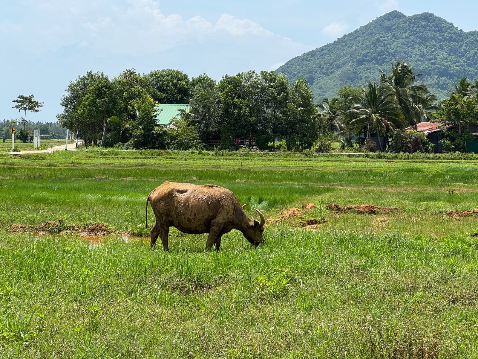 Buffle d'eau broutant dans une rizière verte de Koh Yao Noi, colline de jungle en arrière-plan
