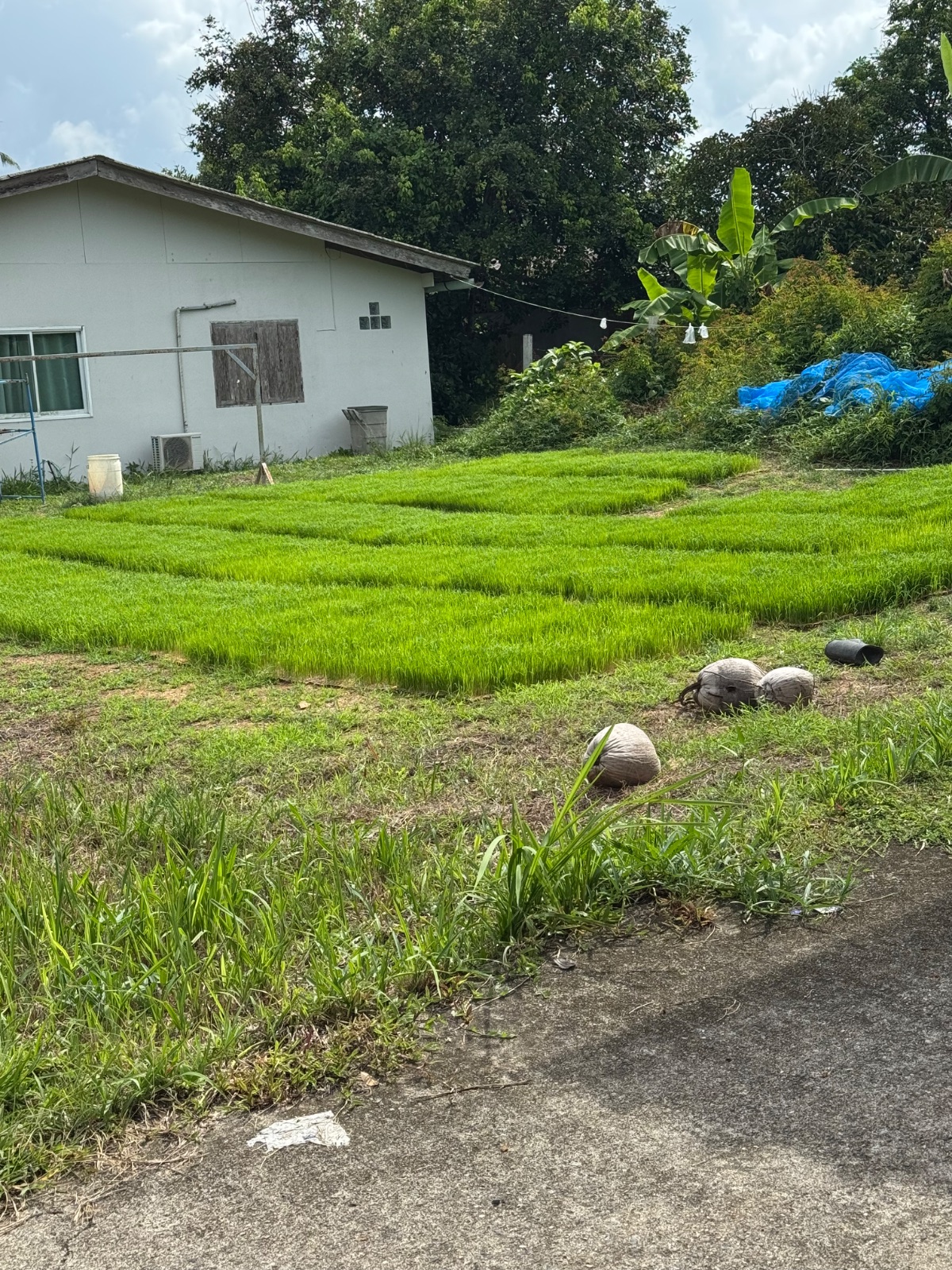 Carrés de jeunes pousses de riz vert vif devant une maison de l'île, saison des plantations