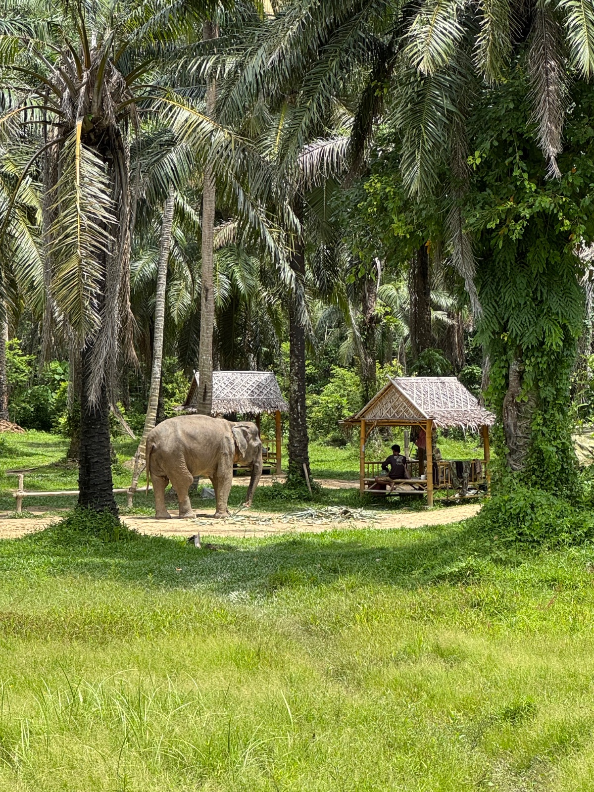Éléphant à l'ombre des palmiers près de cabanes en bambou dans un sanctuaire familial de Koh Lanta