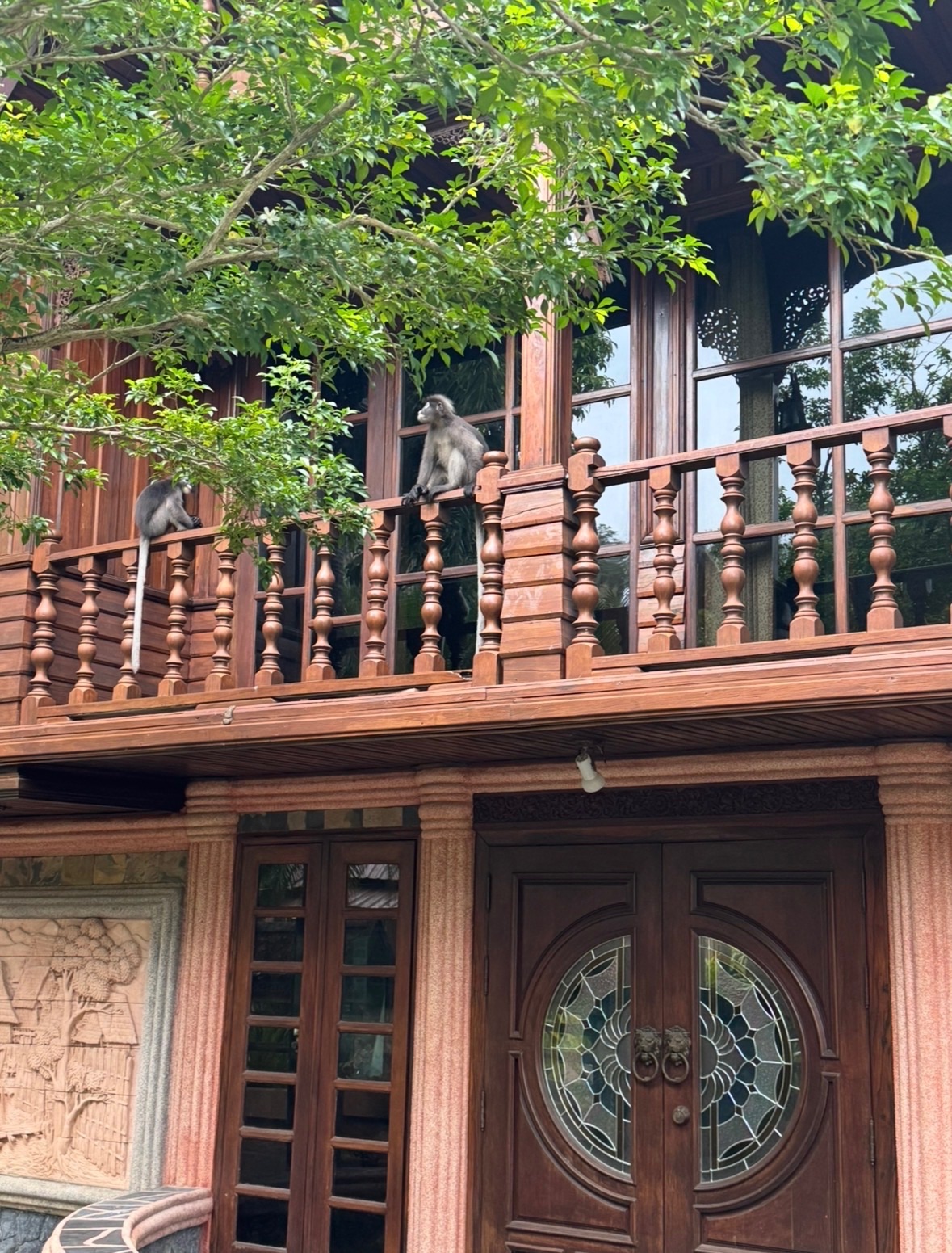 Deux singes à lunettes (dusky langurs) posés sur la balustrade en bois d'un bâtiment de l'hôtel, à Railay