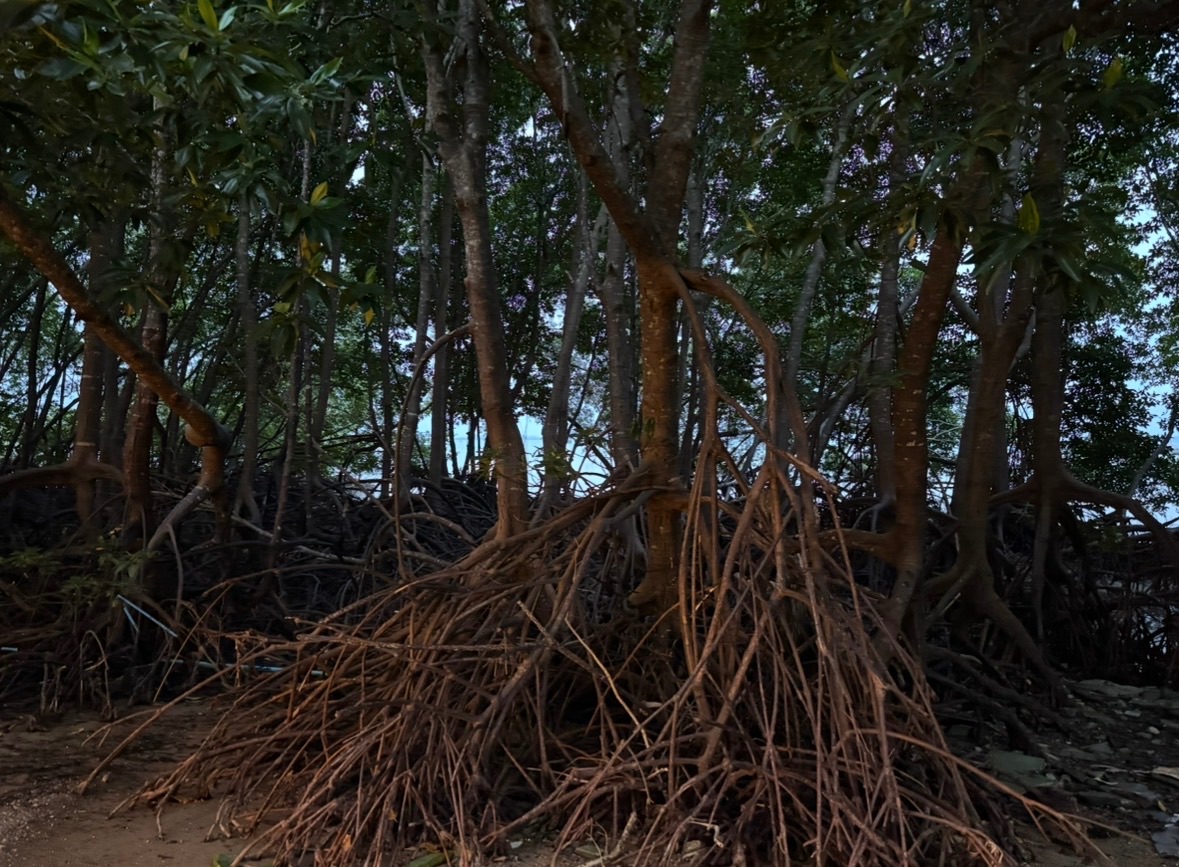 La mangrove de Railay East, côté est, avec ses racines aériennes enchevêtrées