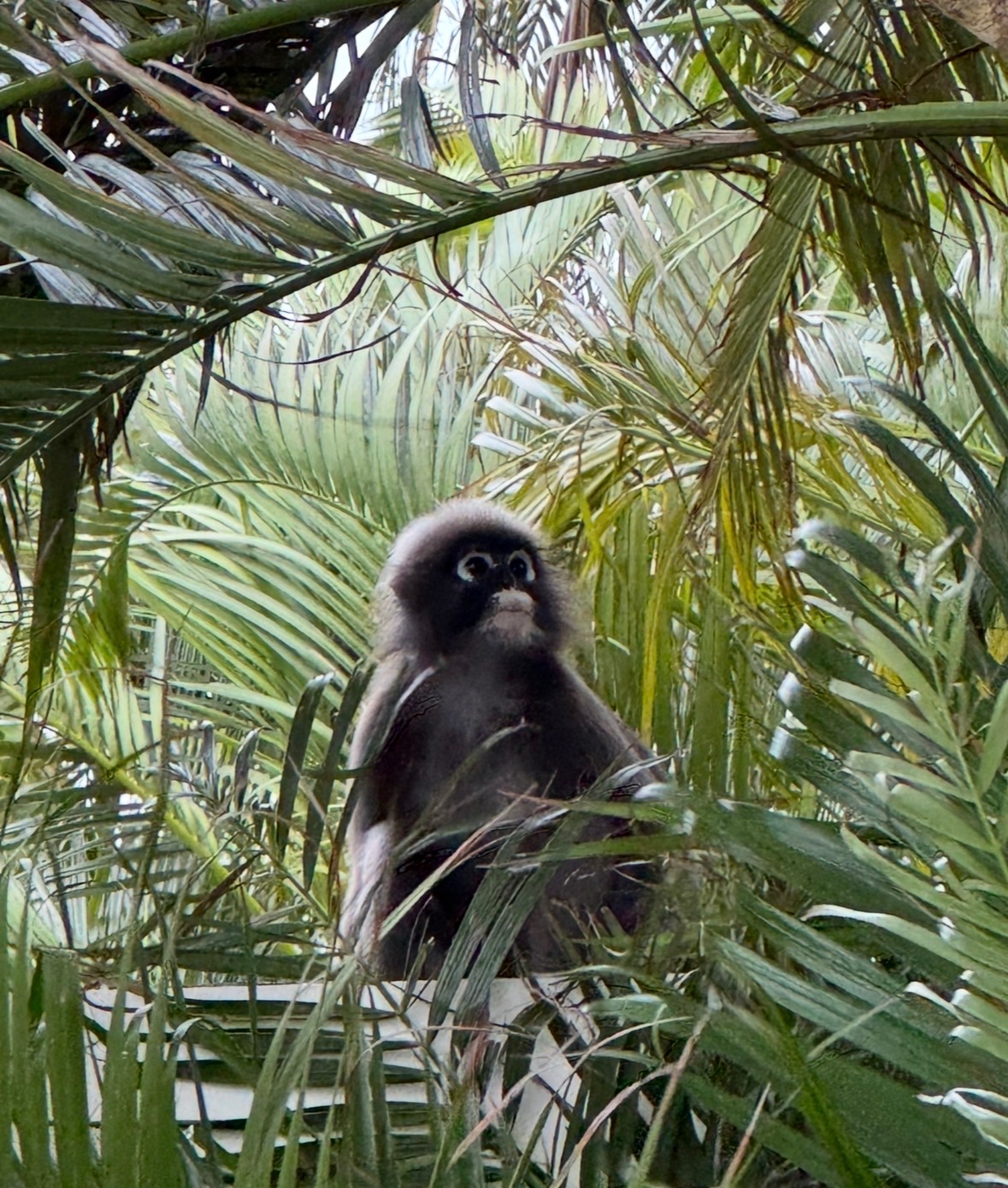 Gros plan d'un singe à lunettes (dusky langur) niché dans les palmes, avec ses cercles blancs caractéristiques autour des yeux