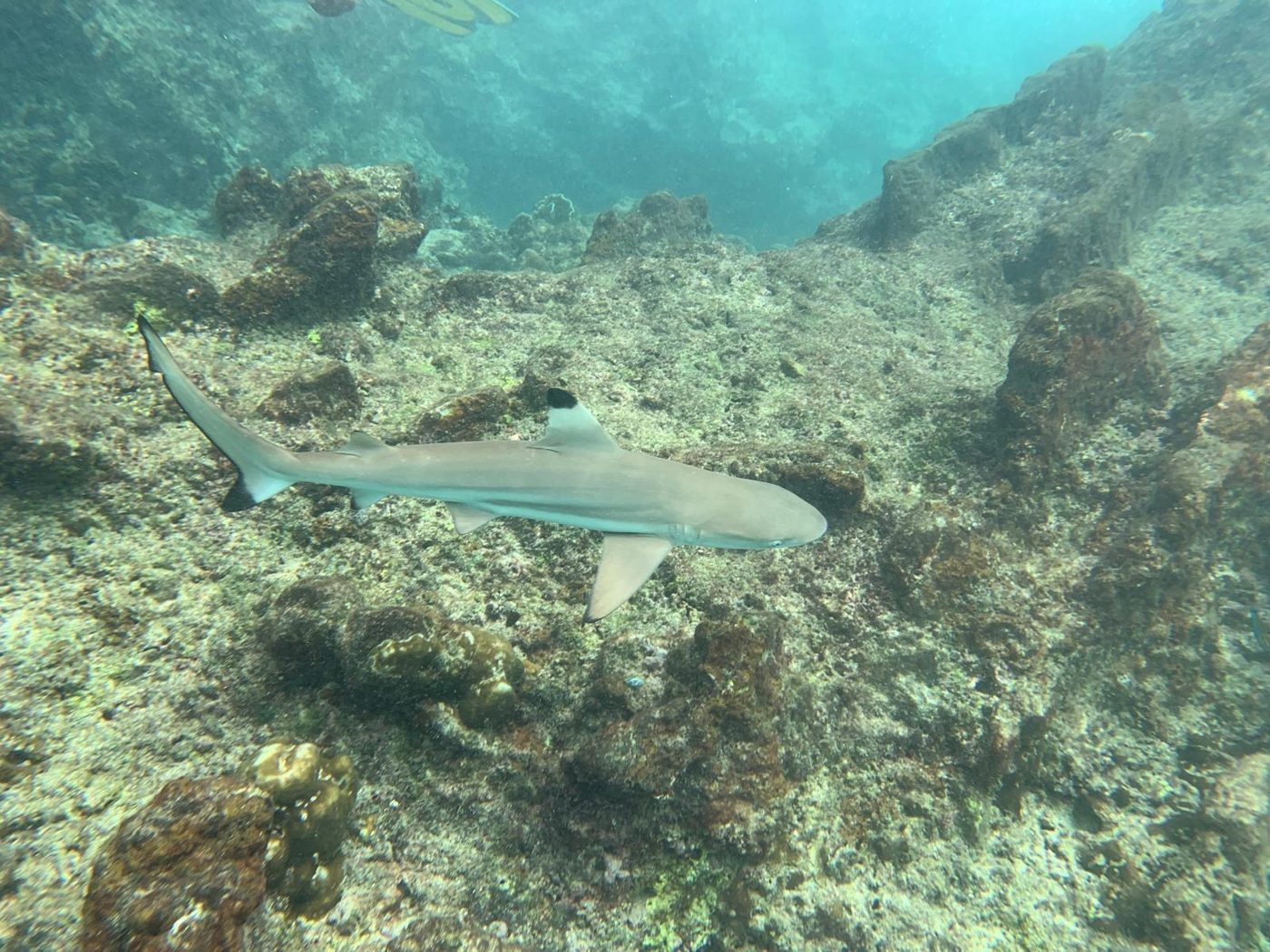 Requin à pointe noire inoffensif nageant au-dessus du récif à Shark Bay, Koh Tao